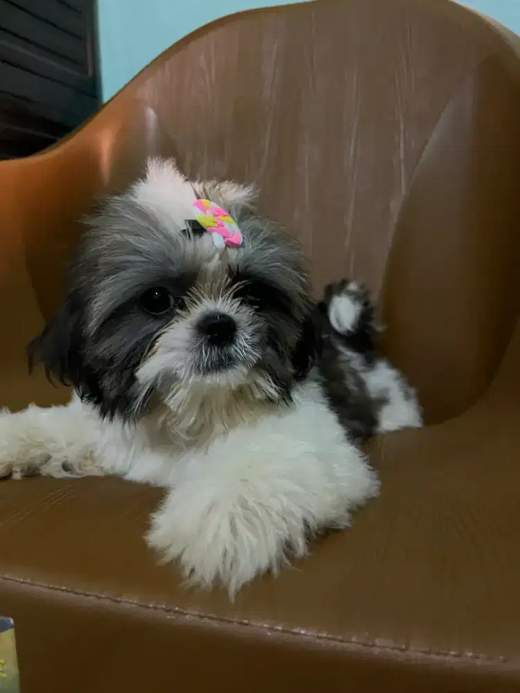 Jual Anak Anjing Shihtzu