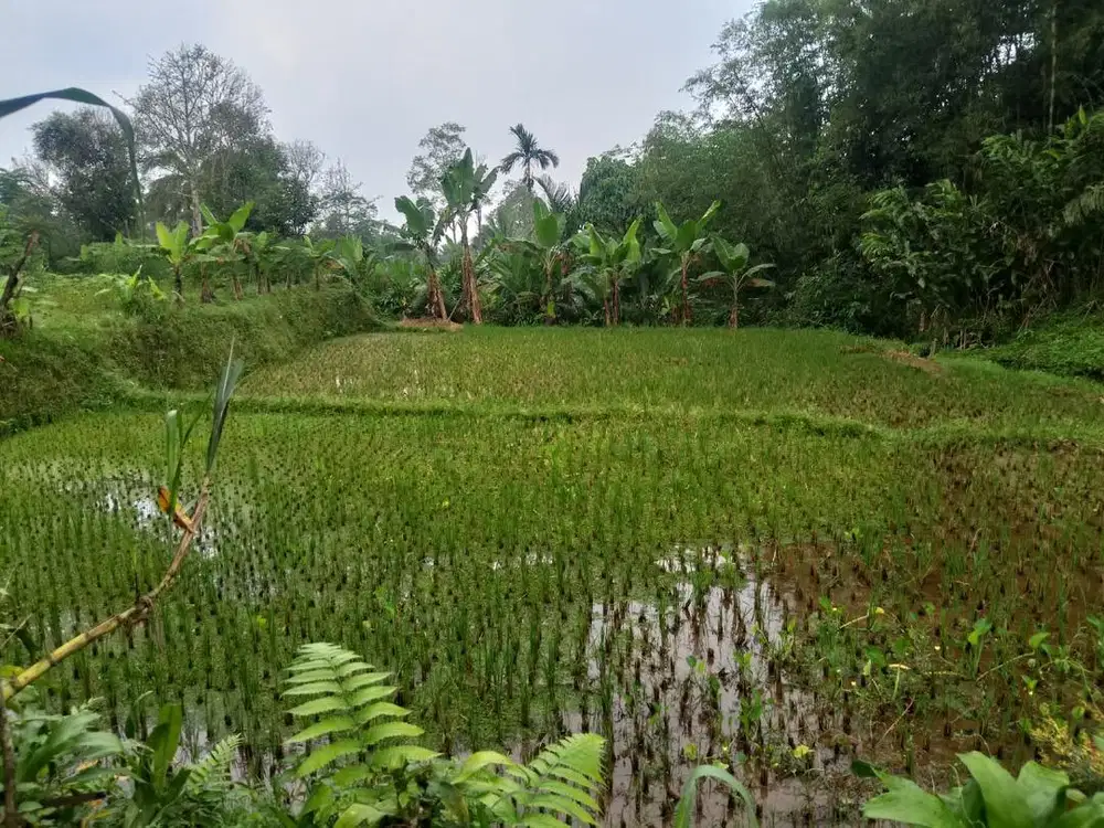 DIJUAL TANAH SEGERA PARAKANSALAK KABUPATEN SUKABUMI