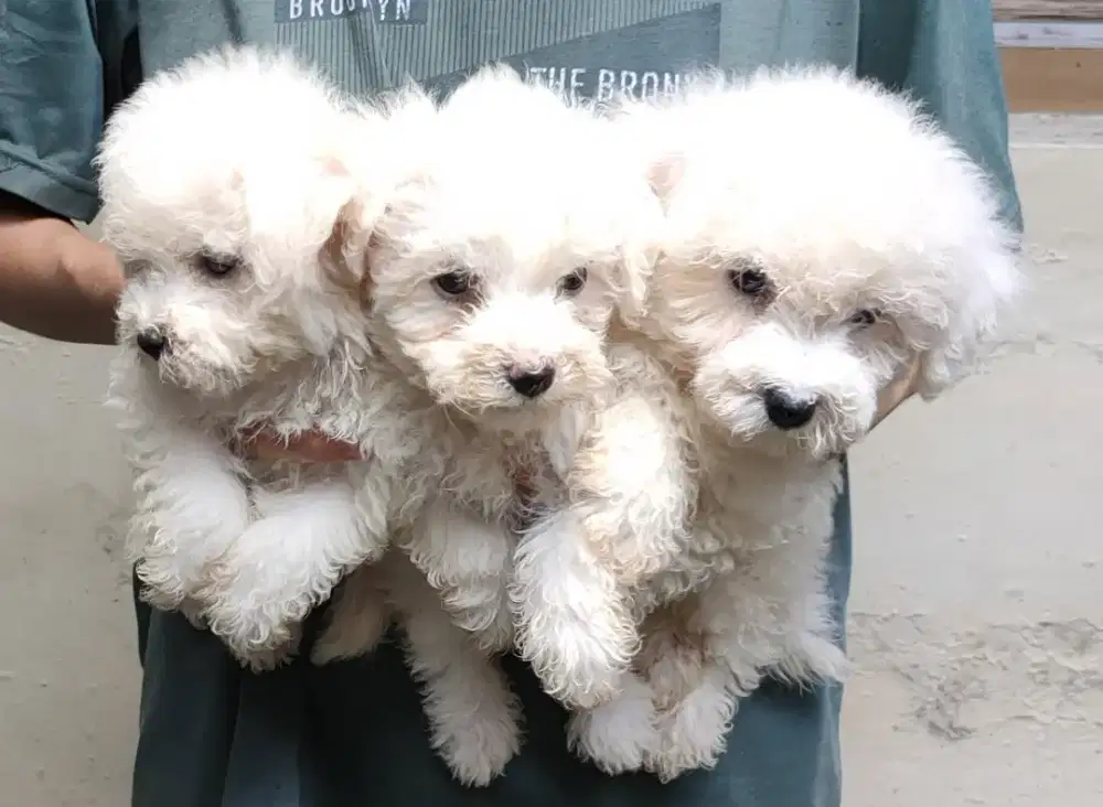 DI JUAL MURAH BICHON FRISE STAMBUM VAKSIN KUALITAS BAGUS