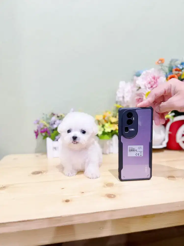 Super teacup bichon bloodline korea