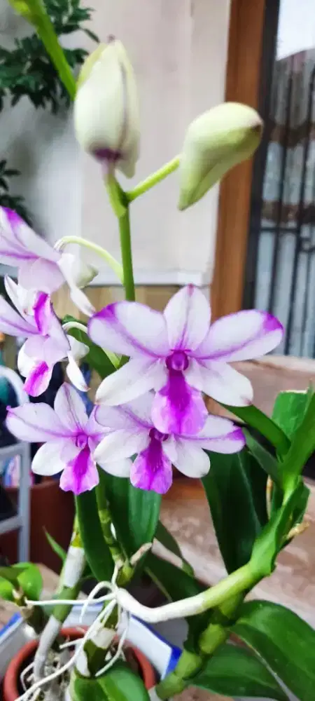 Baju gamis putih Mulus Masih Bagus