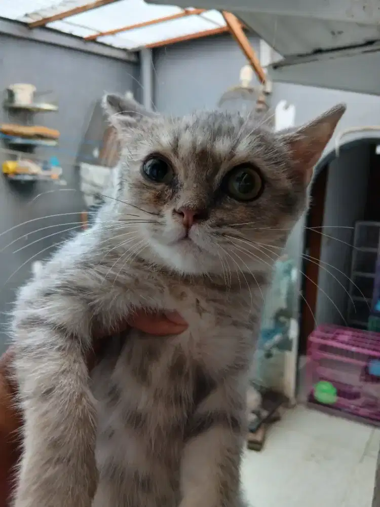 Bsh marble, motip mujair