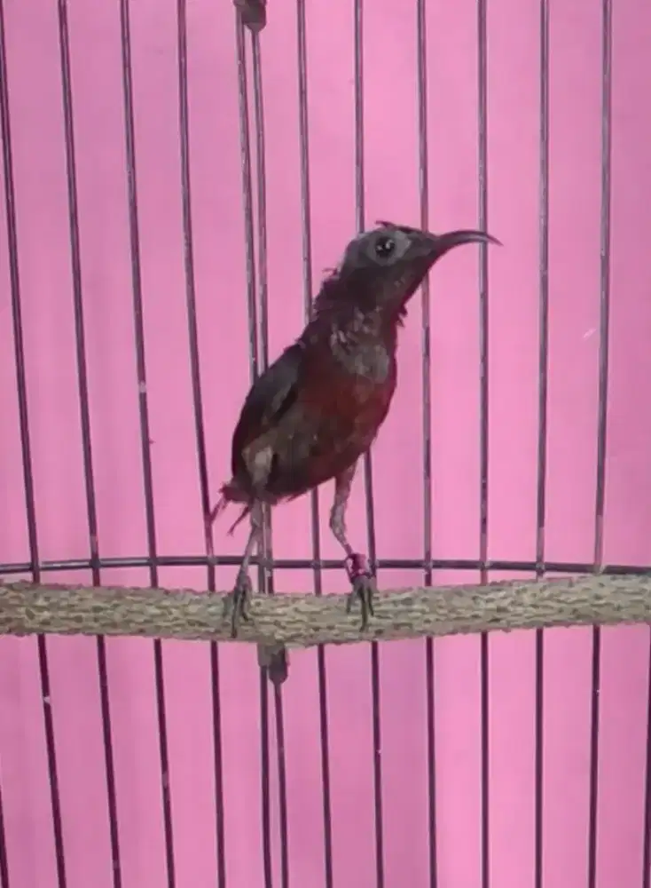 Burung kolibri ninja