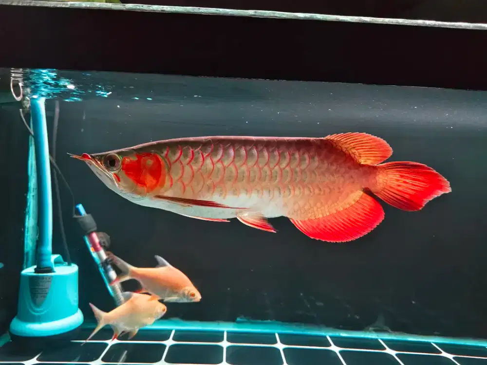 Ikan arwarna super red