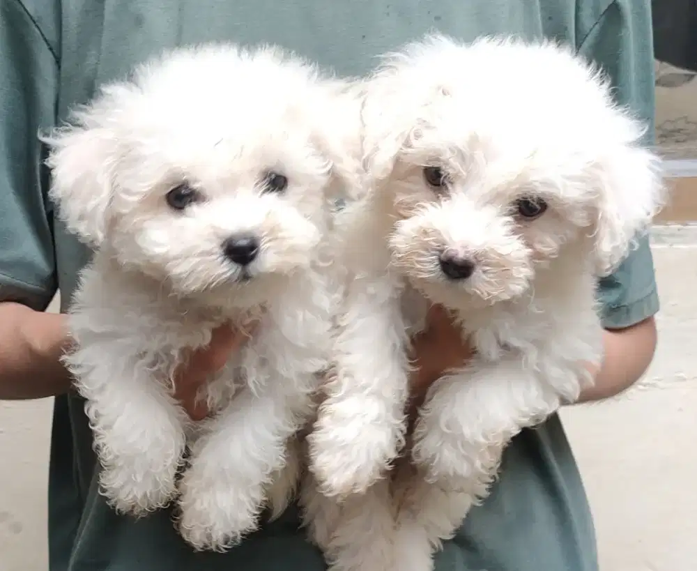 DIJUAL MURAH BICHON FRISE BETINA STAMBUM VAKSIN KUALITAS BAGUS