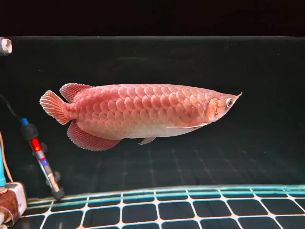 Ikan arwana super red