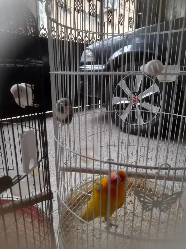 Burung lovebird dewasa