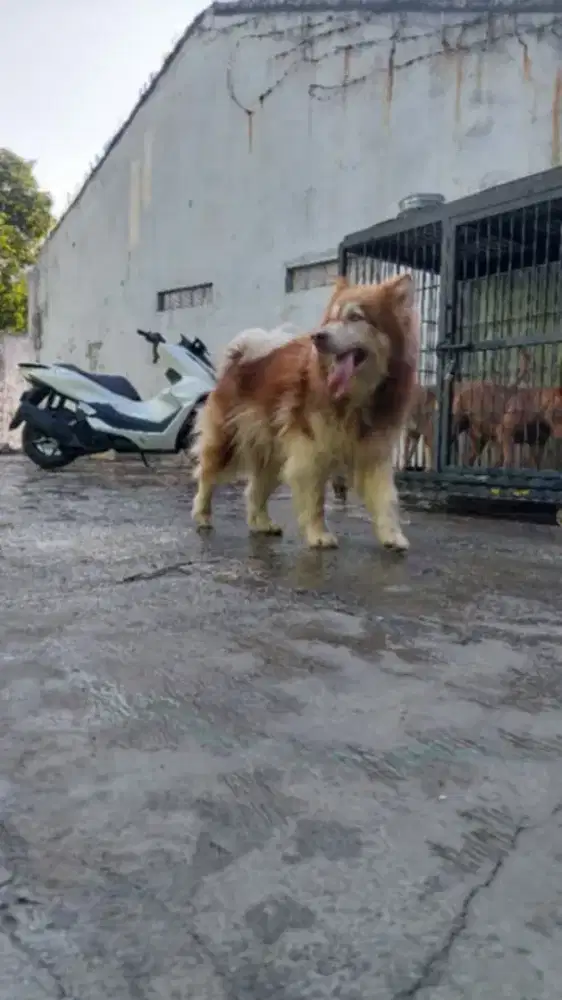 Alaskan Malamute