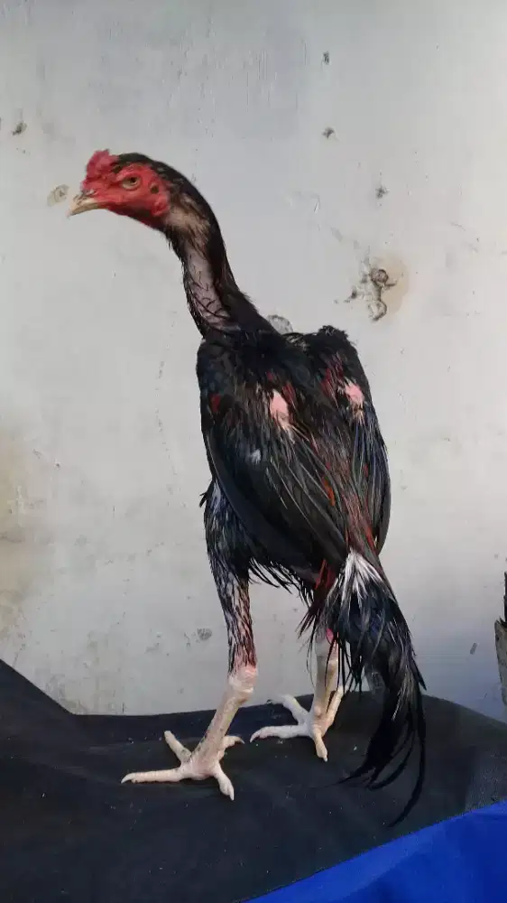 Ayam Bangkok 5 bulan