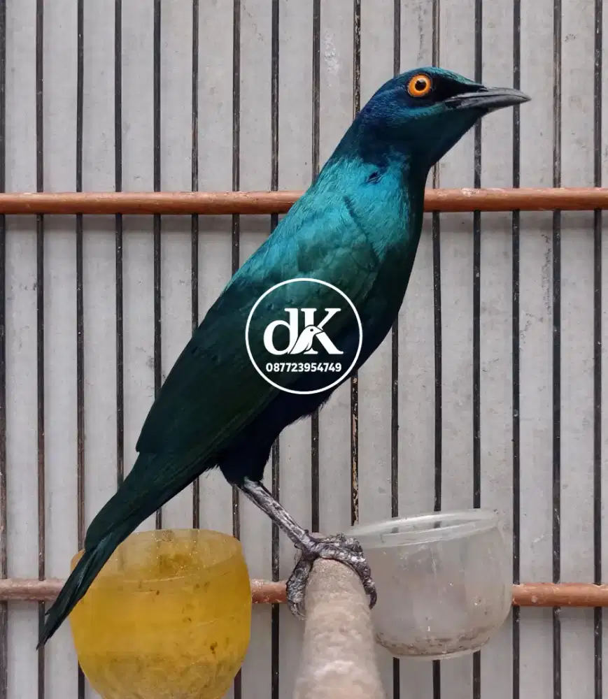 Jalak Afrika Rawatan