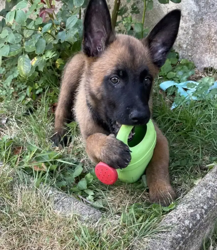 DIJUAL ANAK ANJING BELGIAN MALINOIS
