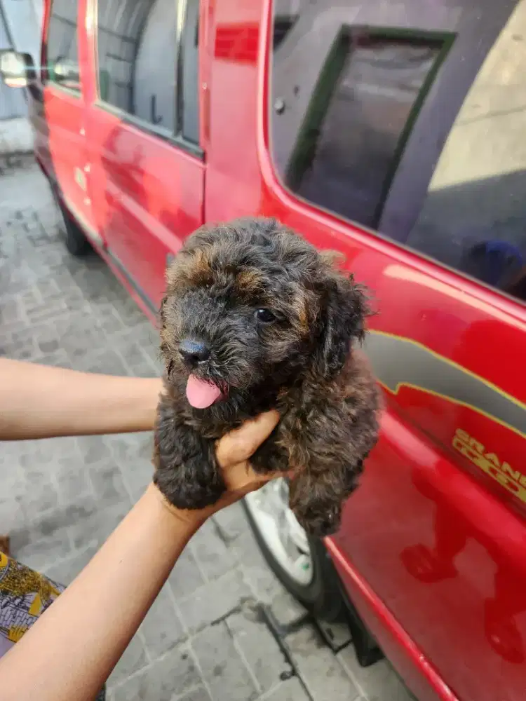 Anjing pure poodle usia 1,5 bulan