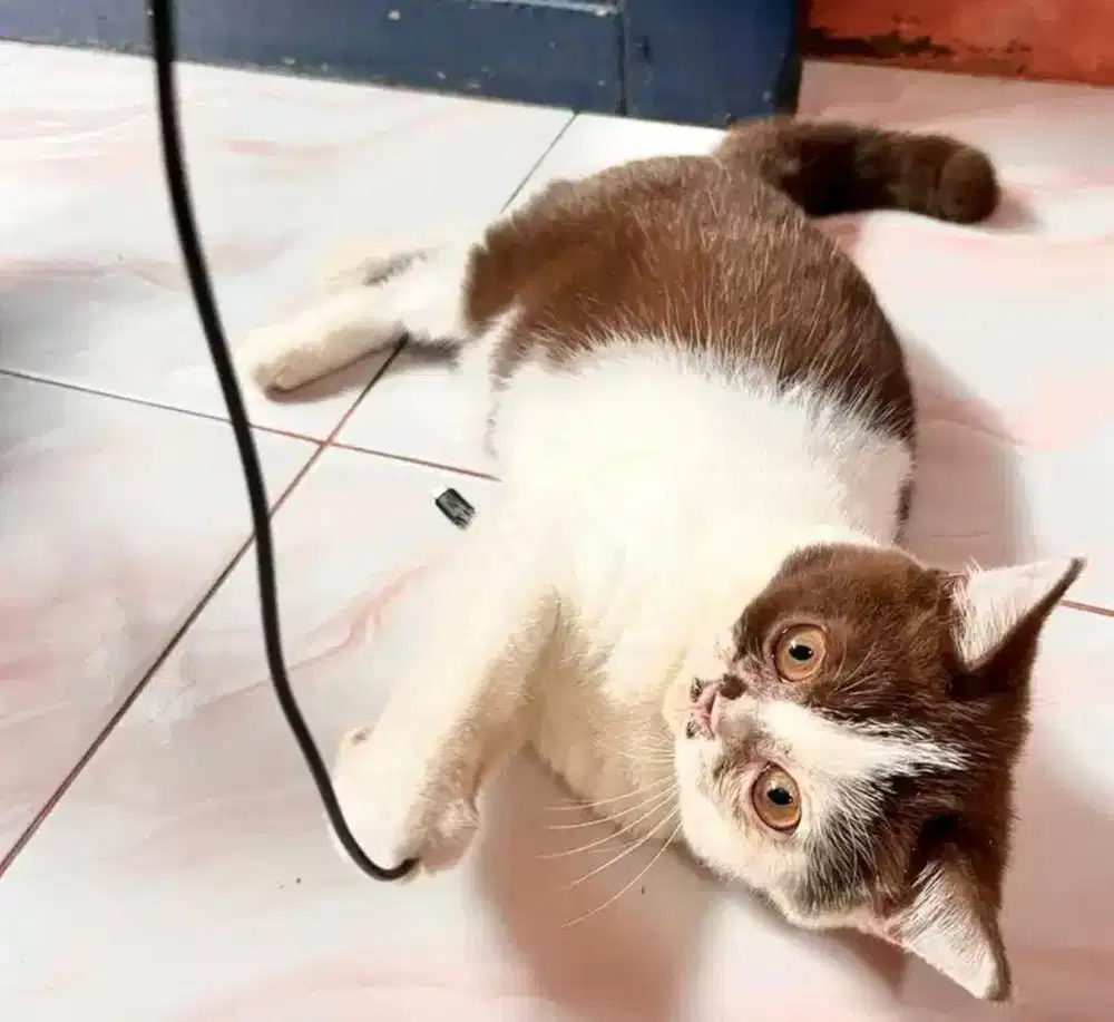 Kucing bsh british shorthair bsh british short hair