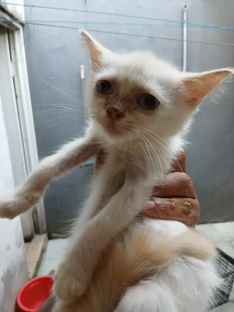 Betina , putih polos.