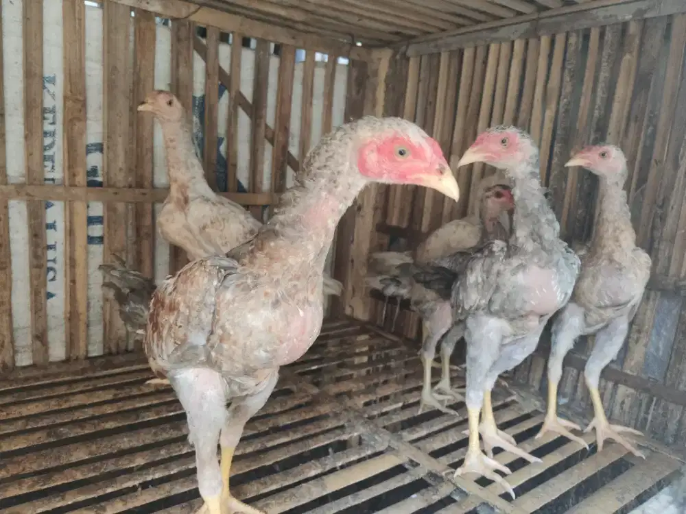 anak ayam Bangkok 6 ekor
