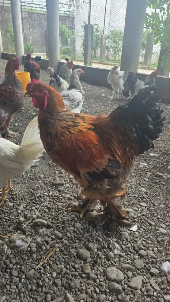 Jual ayam brahma hias