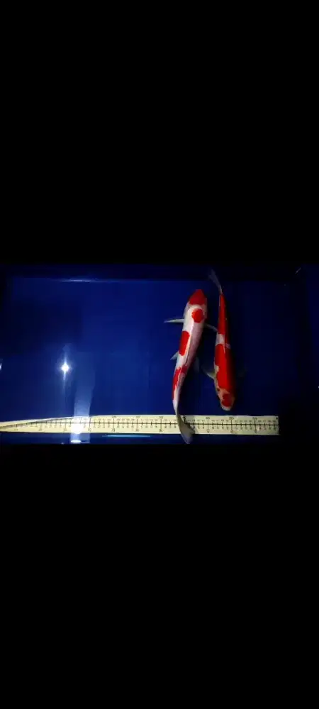 koi chagoi tembaga size 32cm