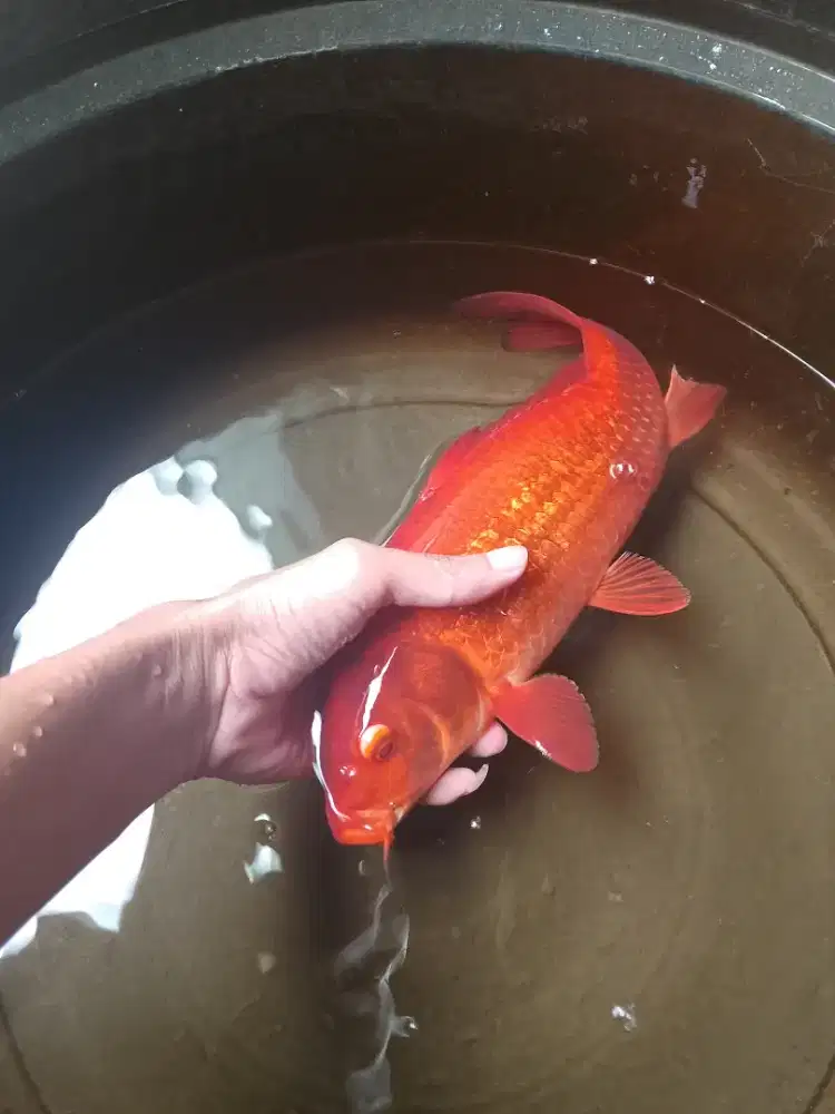 koi chagoi tembaga size 32cm