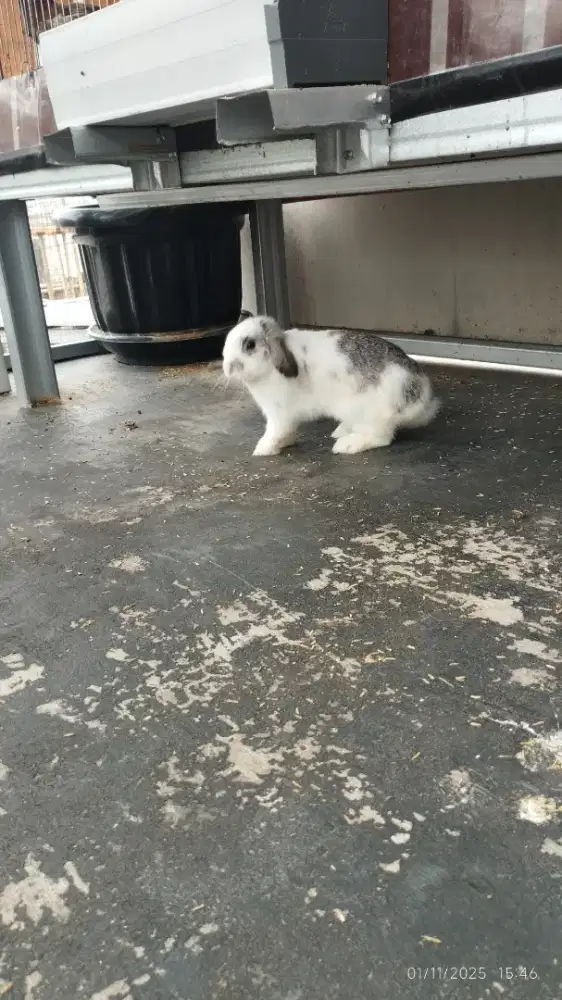Kelinci Holland Lop