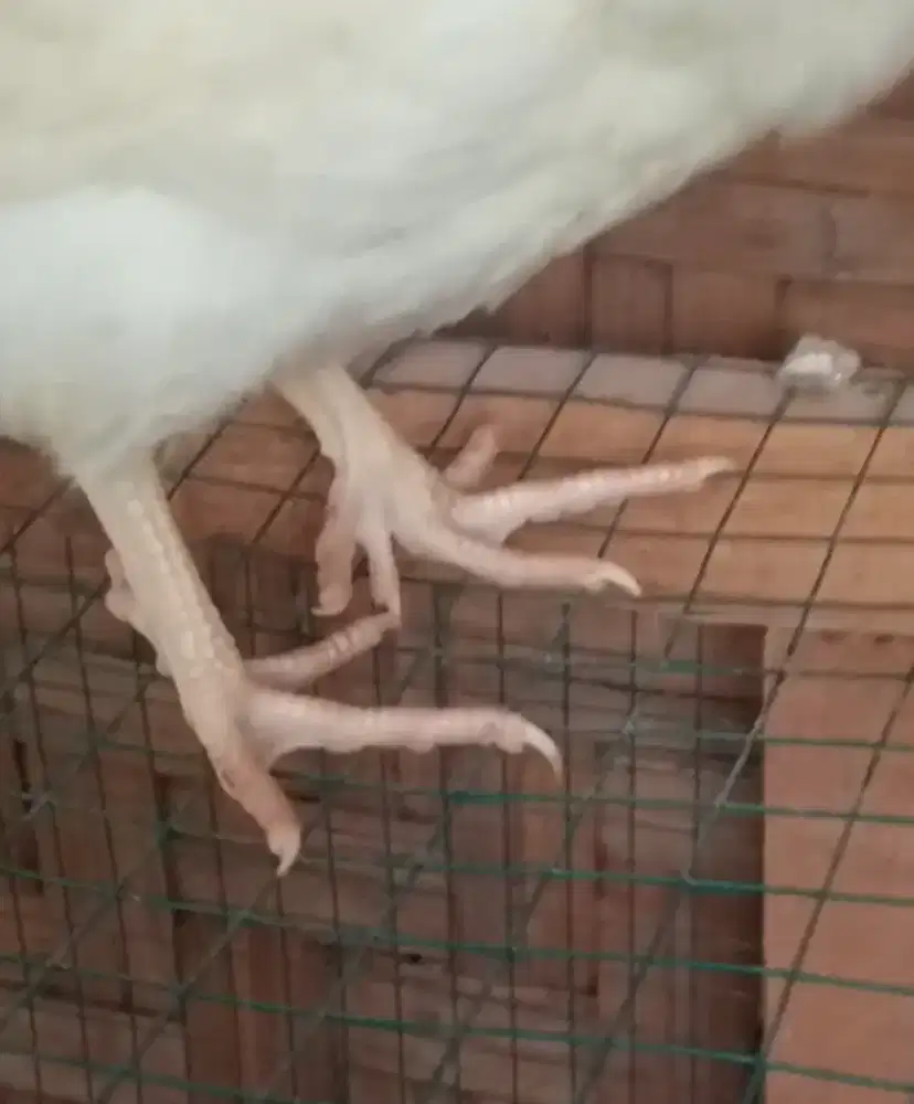 Unik ayam ceker 10 masing masing 5