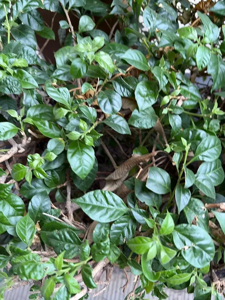 Di butuhkan wanita untuk pembantu rumah tangga