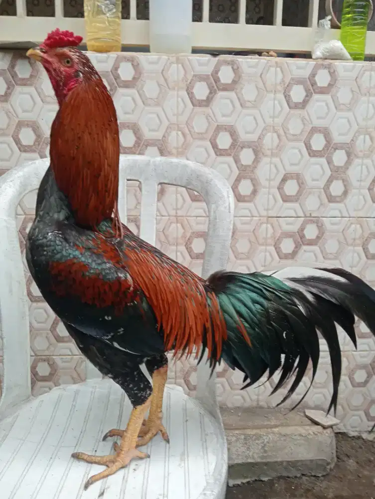 Ayam bangkok Silangan Mangon ukuran 5