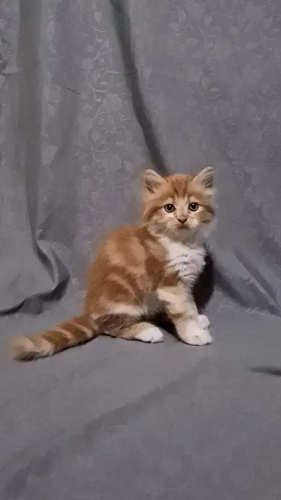 Adopsi Kucing Kitten Persia Flatnose Riwuk Kapas Orange Marble Jantan