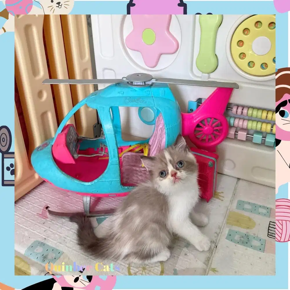 kucing Ragdoll x Exotic Shorthair (Exo) Betina Cinnamon White