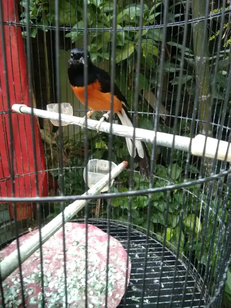 Burung murai batu ekor 23 pastol