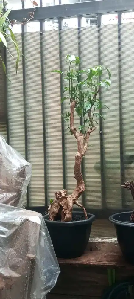 Bonsai lantana fosilan