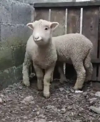 sepasang cempe anakan domba hias merino super 4 bln 1 jantan 1 betina