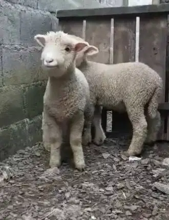 sepasang cempe domba hias merino superan 4 bln 1 jantan 1 betina unik