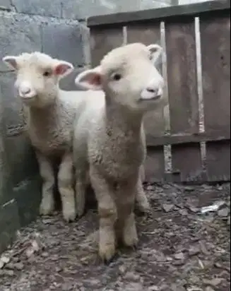 sepasang anakan cempe domba merino super 4 bln 1 jantan 1 betina unik