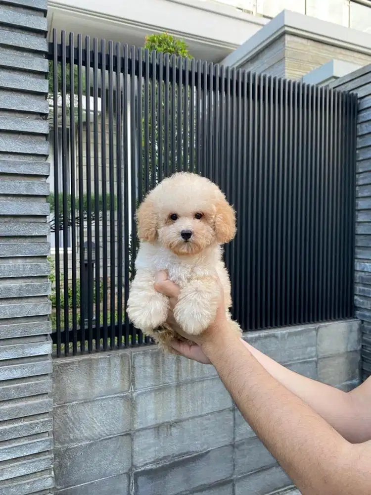 Toy poodle apricot betina