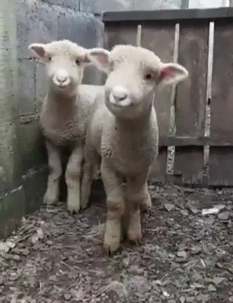 sepasang cempe domba hias merino super 4 bln 1 jantan 1 betina rawatan