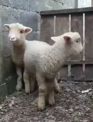 sepasang cempe domba hias merino super 4 bln 1 jantan 1 betina rawatan