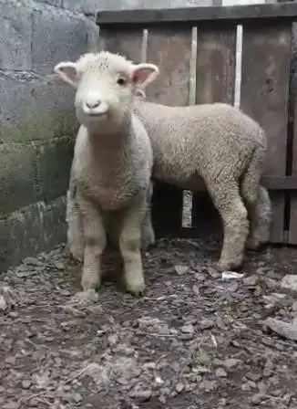 sepasang cempe domba hias merino super 4 bln 1 jantan 1 betina rawatan