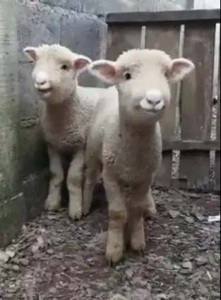 sepasang cempe domba hias merino super 4 bln 1 jantan 1 betina rawatan