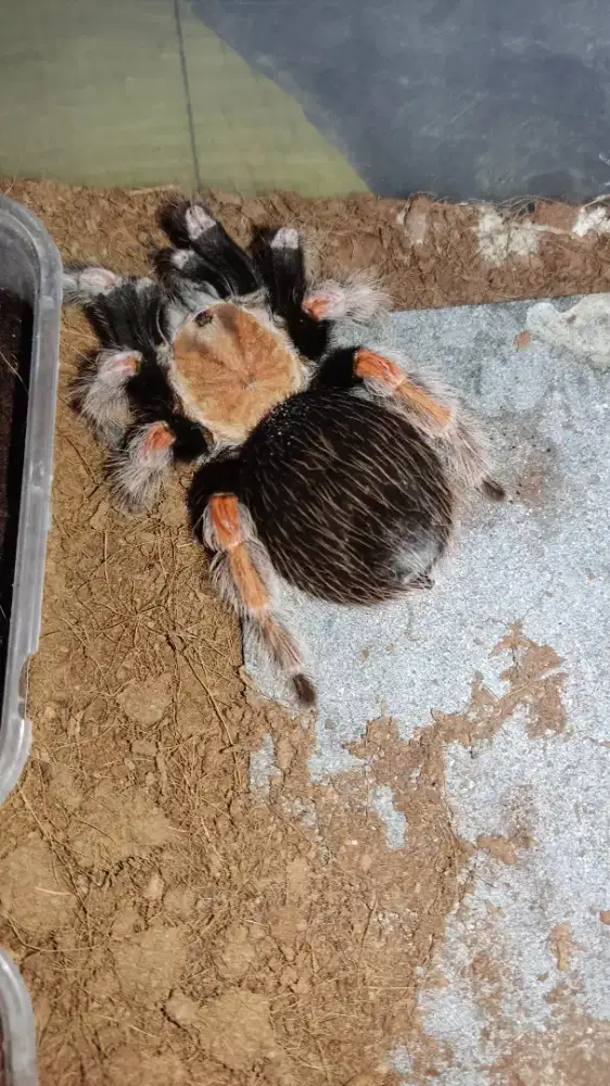 Tatantula Brachypelma Boehmei