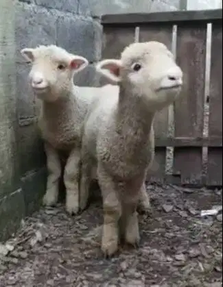 sepasang cempe domba hias merino super 4 bln 1 jantan 1 betina manteb