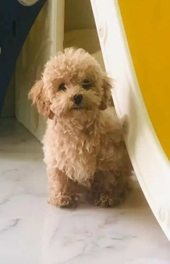 Toy Poodle Betina 3 bulan.