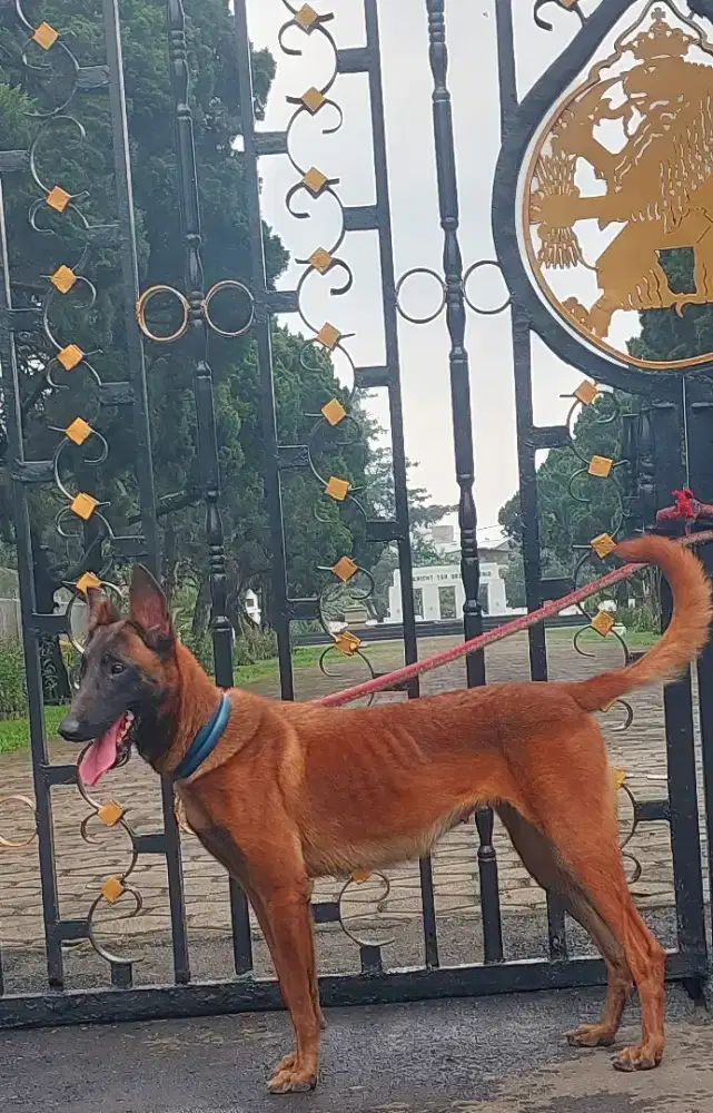 ANJING BELGIAN  MALINOISE