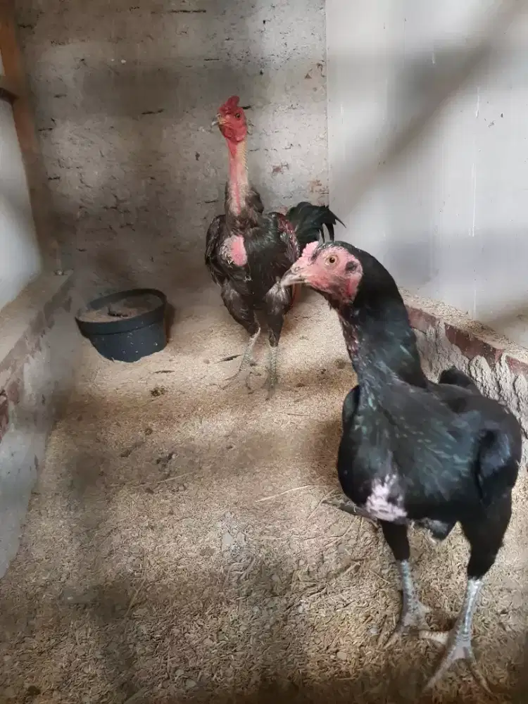 ayam jantan mangon/kate