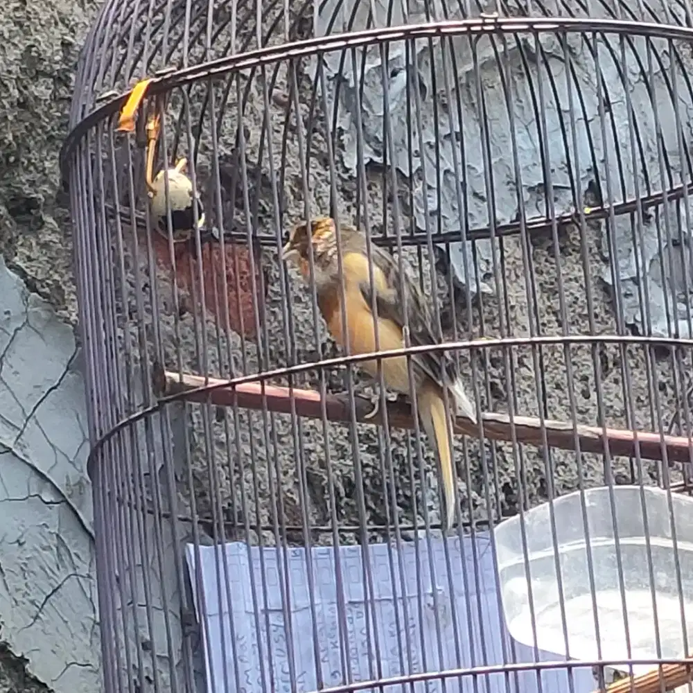 Af ring durasi 20 / 1mnit kurang