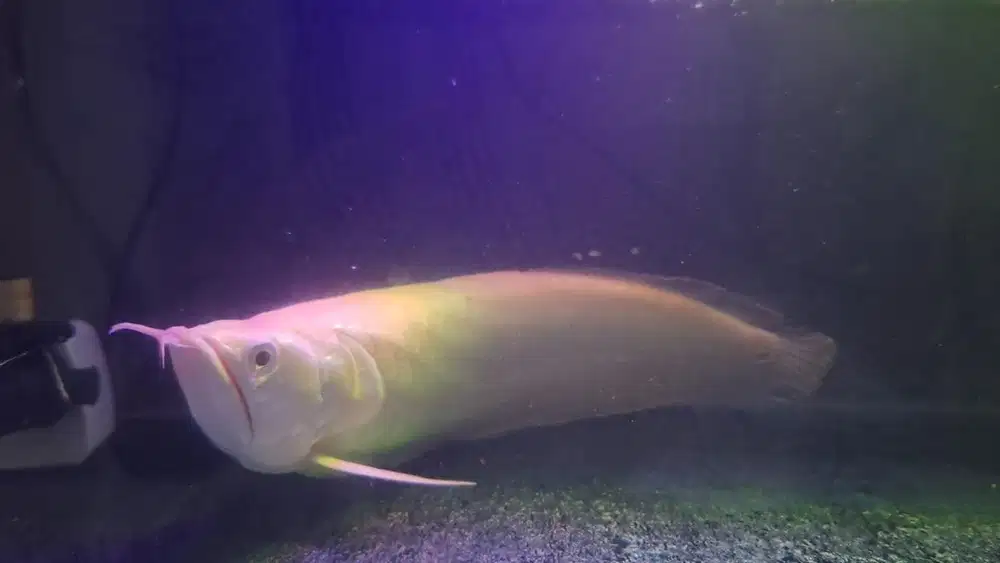 Arwana albino jumbo