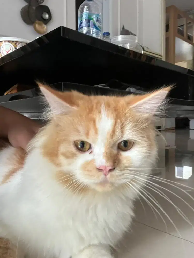 Open adopt kucing persia peaknose jantan