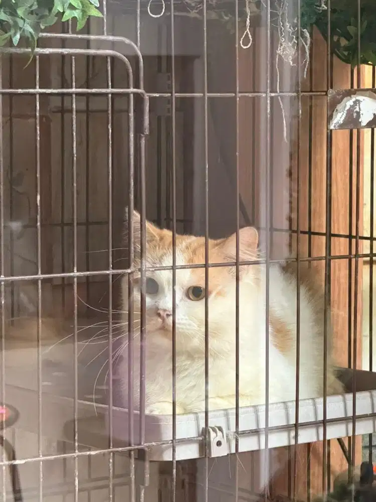 Open adopt kucing persia peaknose betina