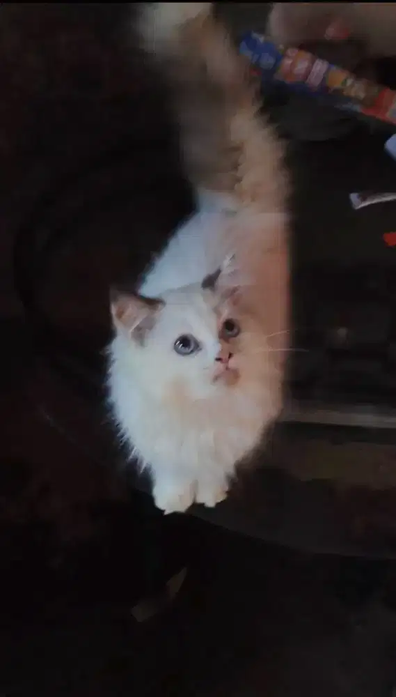 Kucing kitten ragdoll betina