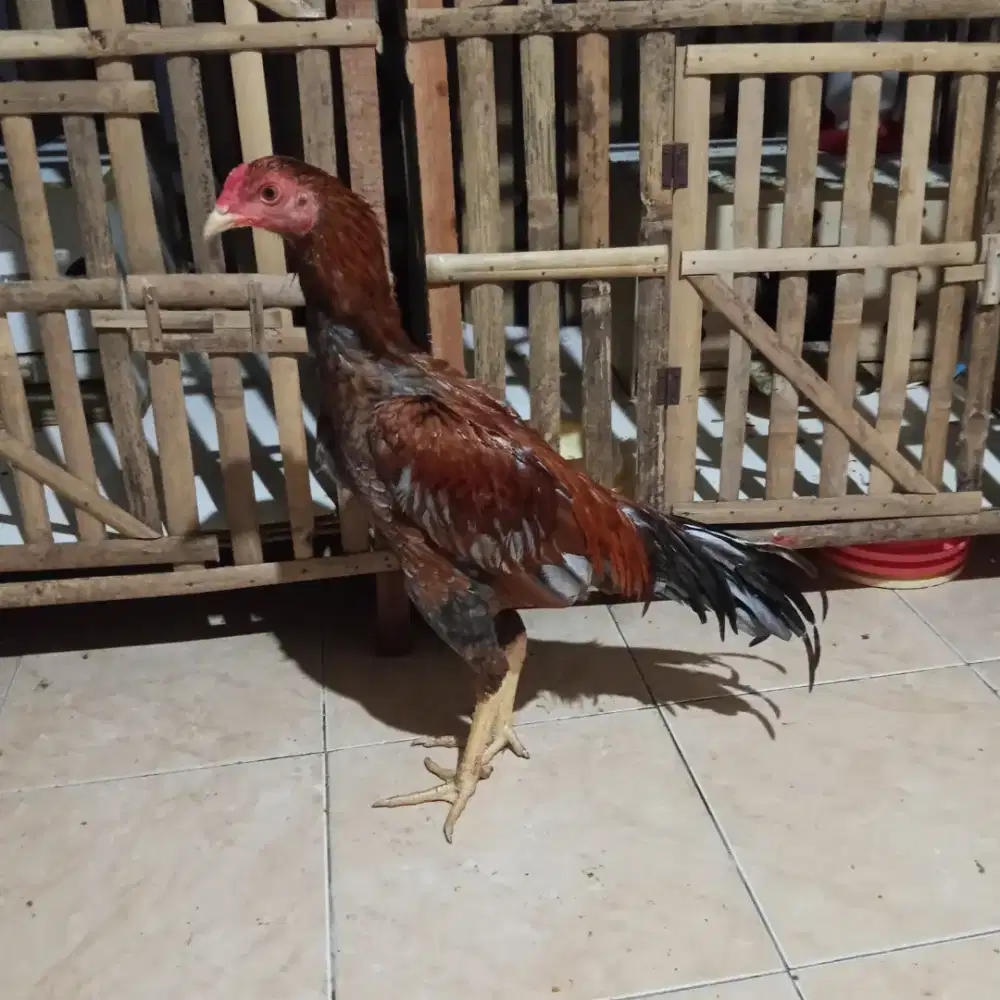 Ayam Bangkok Pakhoy