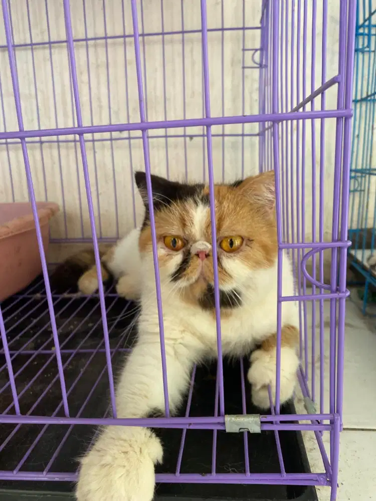 Kucing Exotic Calico Betina